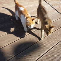 фото из отзыва ID 1475630