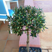 фото из отзыва ID 1476394