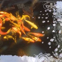 фото из отзыва ID 1477910