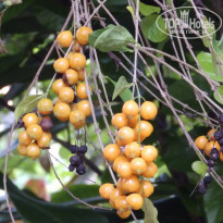 фото из отзыва ID 1477910