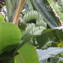 фото из отзыва ID 1478220