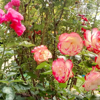 фото из отзыва ID 1479148