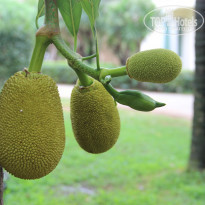 фото из отзыва ID 1479917