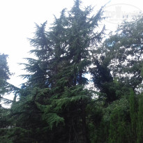 фото из отзыва ID 1470379