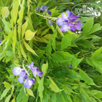 фото из отзыва ID 1470379