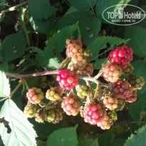 фото из отзыва ID 1470379