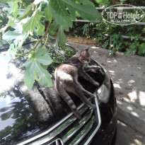 фото из отзыва ID 1470379