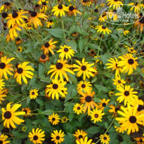 фото из отзыва ID 1470258