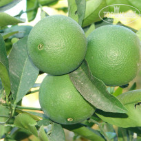 фото из отзыва ID 148413