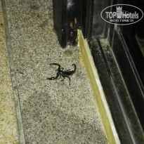 фото из отзыва ID 1481070