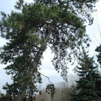 фото из отзыва ID 1481041