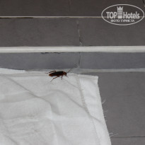 фото из отзыва ID 1483274