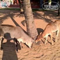 фото из отзыва ID 1483414