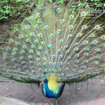 фото из отзыва ID 1483816