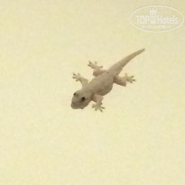 фото из отзыва ID 1484065