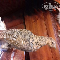 фото из отзыва ID 1484169