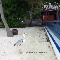 фото из отзыва ID 1484475