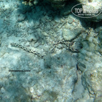 фото из отзыва ID 1484475