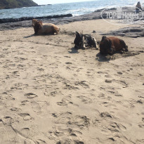 фото из отзыва ID 1485031