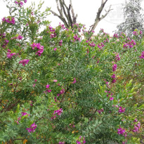 фото из отзыва ID 1485944