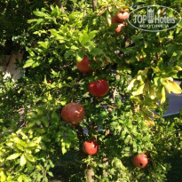 фото из отзыва ID 1486989