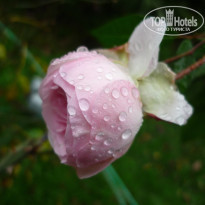 фото из отзыва ID 1487638