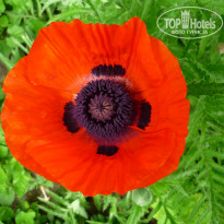 фото из отзыва ID 1487651