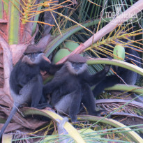 фото из отзыва ID 1487720