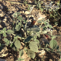 фото из отзыва ID 1487888