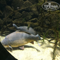 фото из отзыва ID 1488021