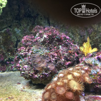 фото из отзыва ID 1488021