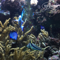 фото из отзыва ID 1488021