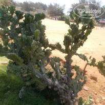 фото из отзыва ID 1488152