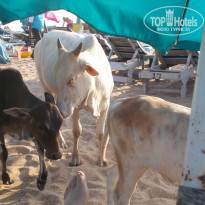 фото из отзыва ID 1488152