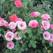 фото из отзыва ID 1488512