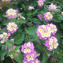 фото из отзыва ID 1489439