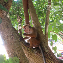 фото из отзыва ID 1489594