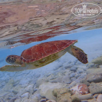 фото из отзыва ID 1489160