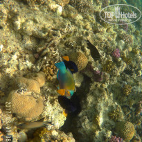 фото из отзыва ID 1483616