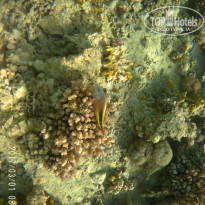 фото из отзыва ID 1483616