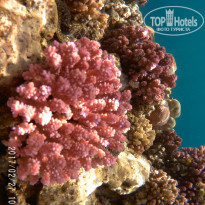 фото из отзыва ID 1483616