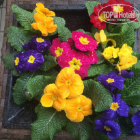 фото из отзыва ID 1490231