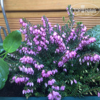 фото из отзыва ID 1490231