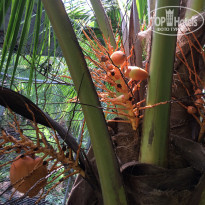 фото из отзыва ID 1490300