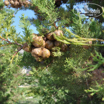 фото из отзыва ID 1490326