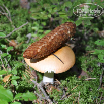 фото из отзыва ID 1491444