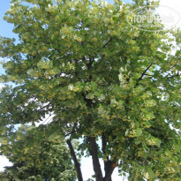 фото из отзыва ID 1491571