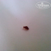 фото из отзыва ID 1491649