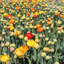 фото из отзыва ID 1492070
