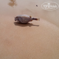 фото из отзыва ID 1492239